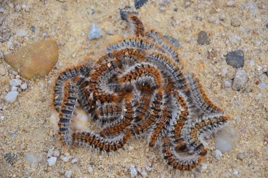 2016-12-10 Bordeaux/Cap Ferret/DSC_0195.JPG